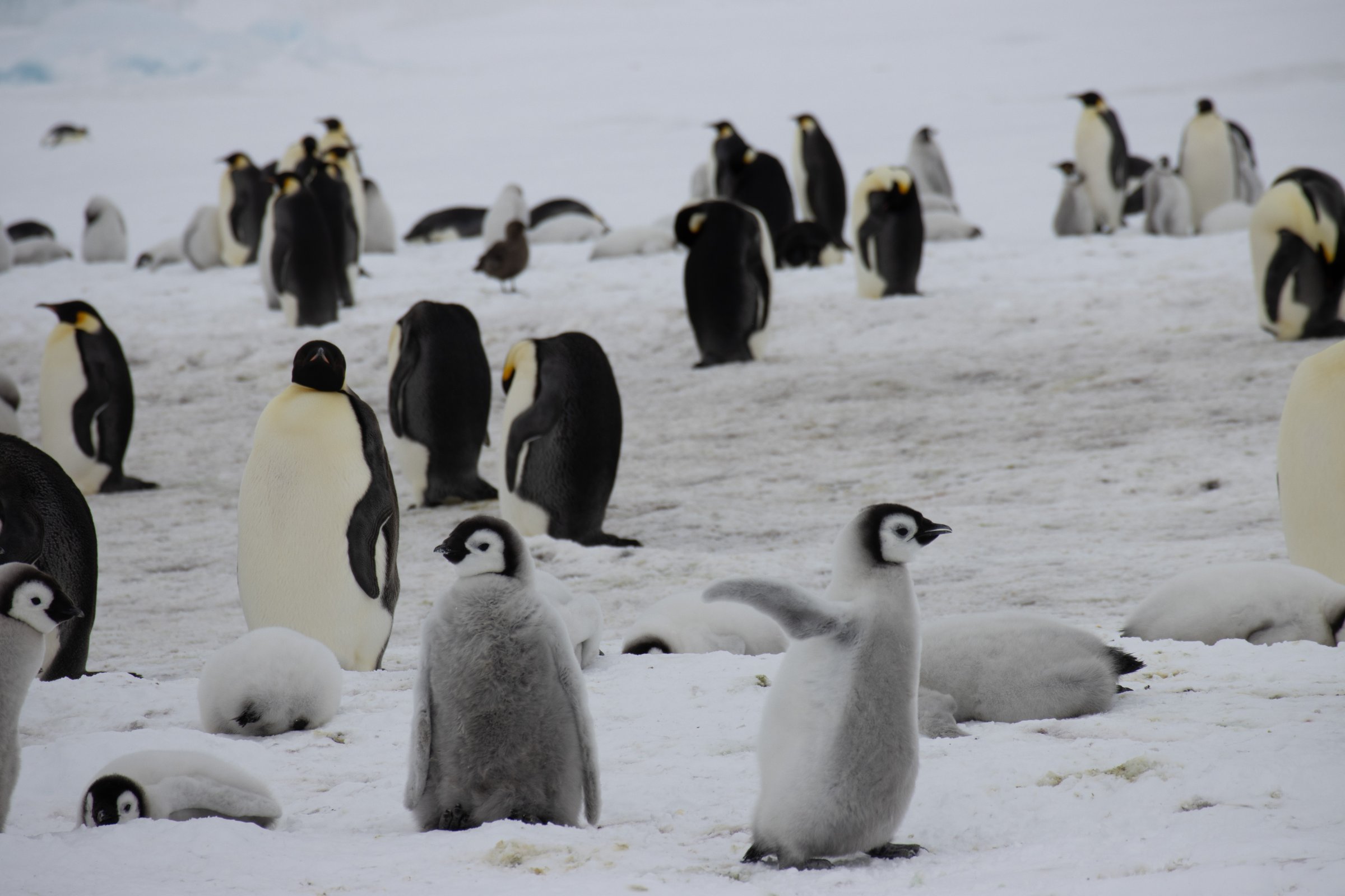 Snow Hill aus der Vogelperspektive — Foto: Oceanwide Expeditions