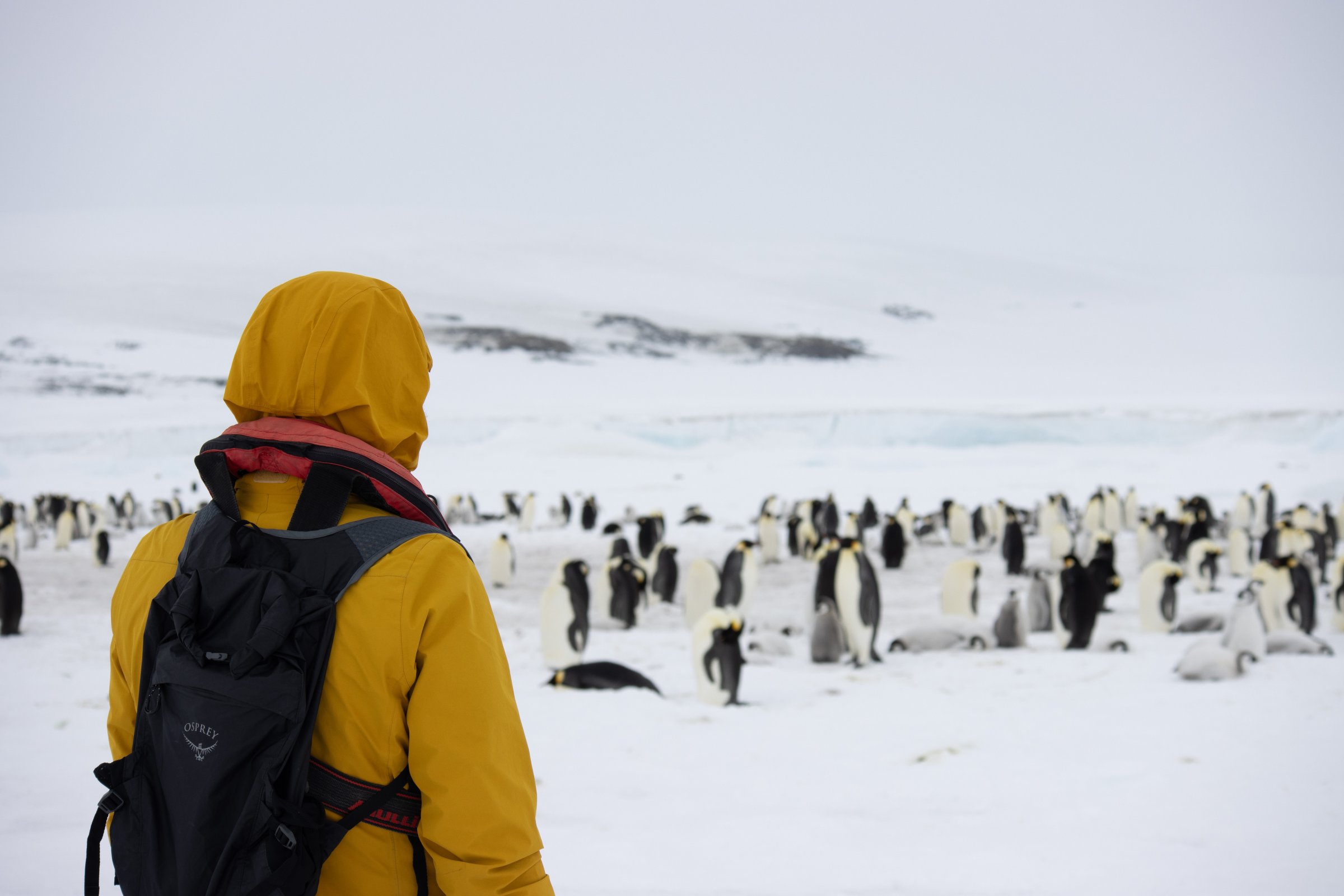 Bei den Kaiserpinguinen · Snow Hill — Foto: Oceanwide Expeditions