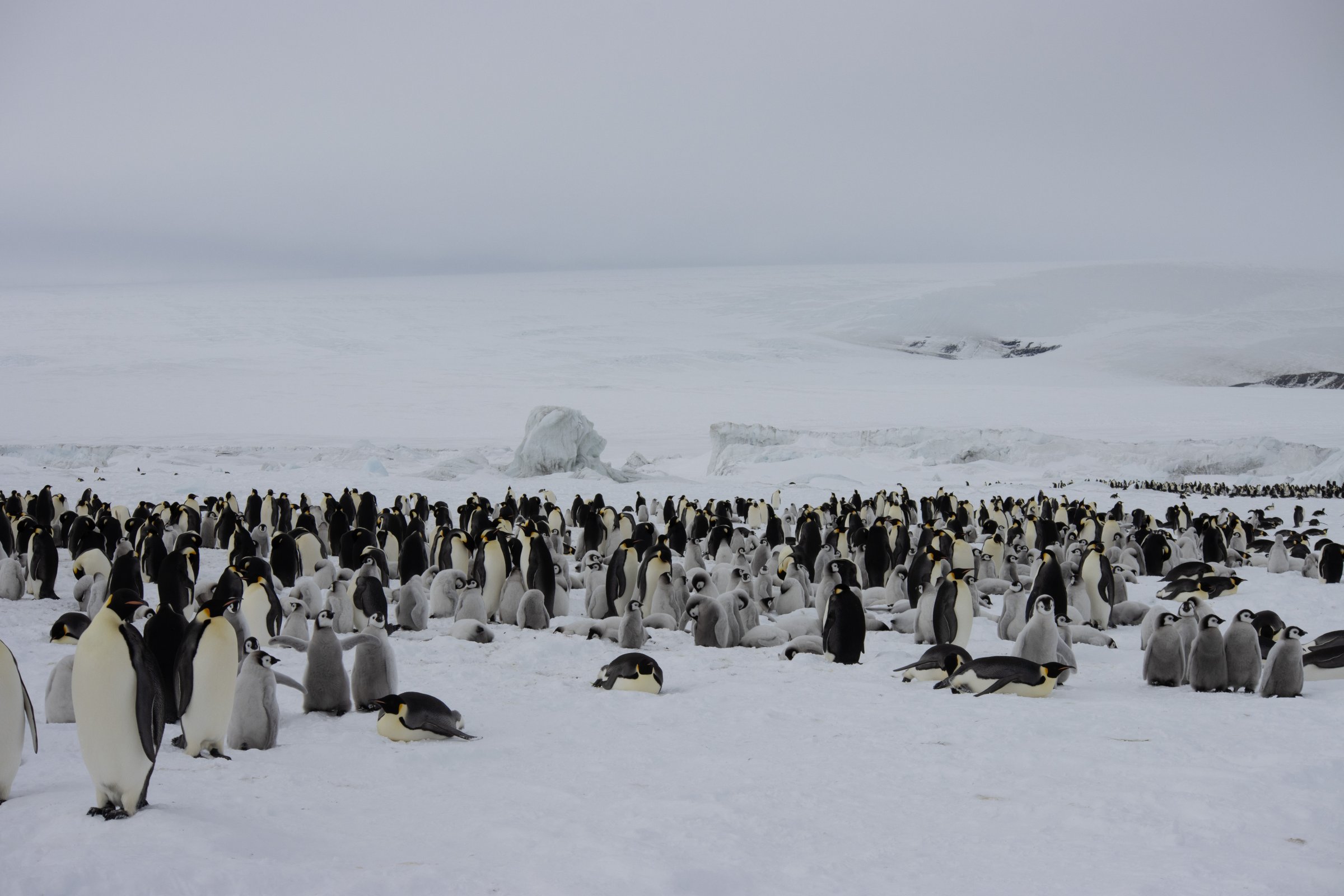 Begegnung in der Pinguin-Kolonie — Foto: Oceanwide Expeditions