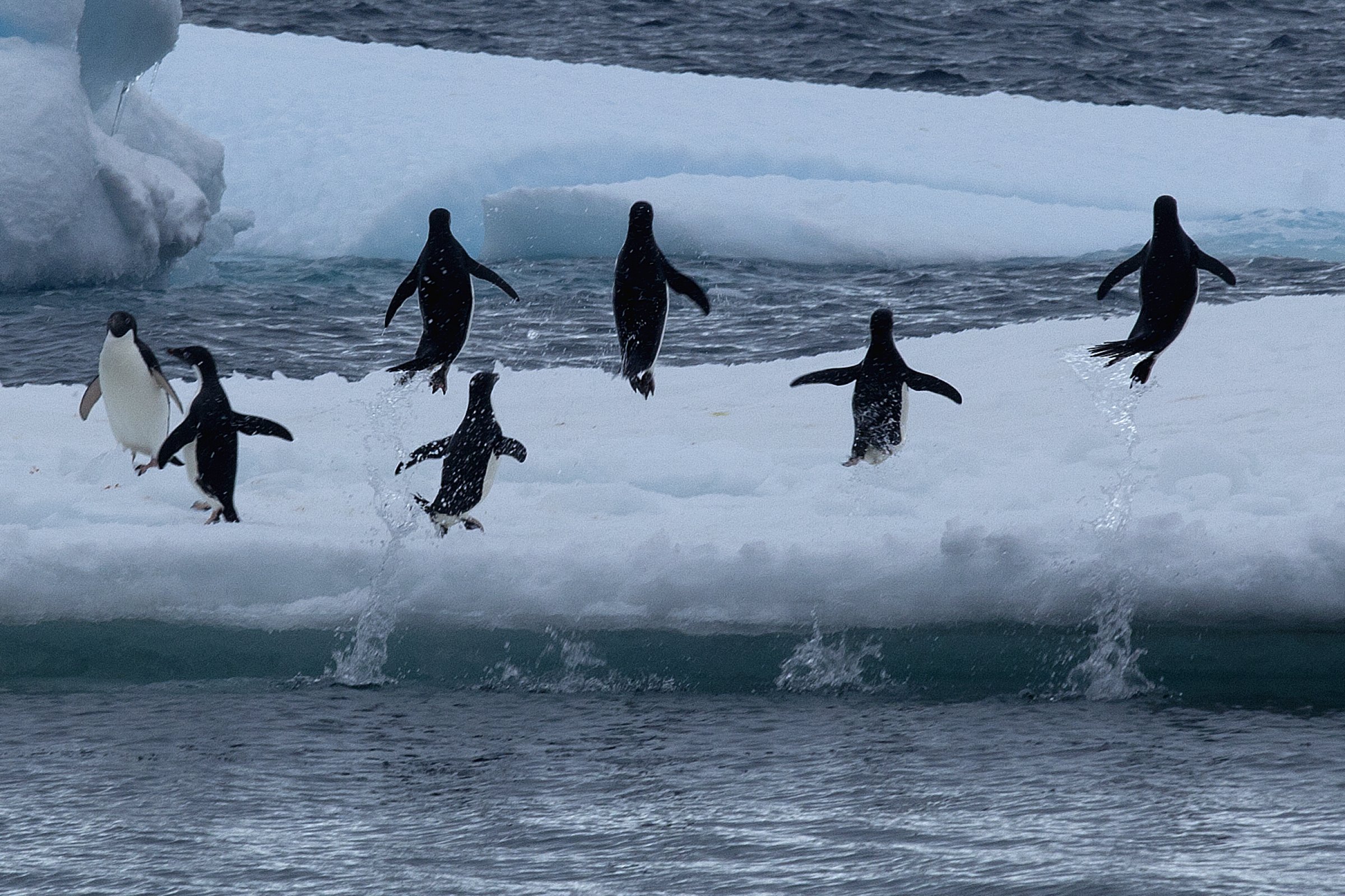 Adeliepinguin · Weddellmeer — Foto: Oceanwide Expeditions