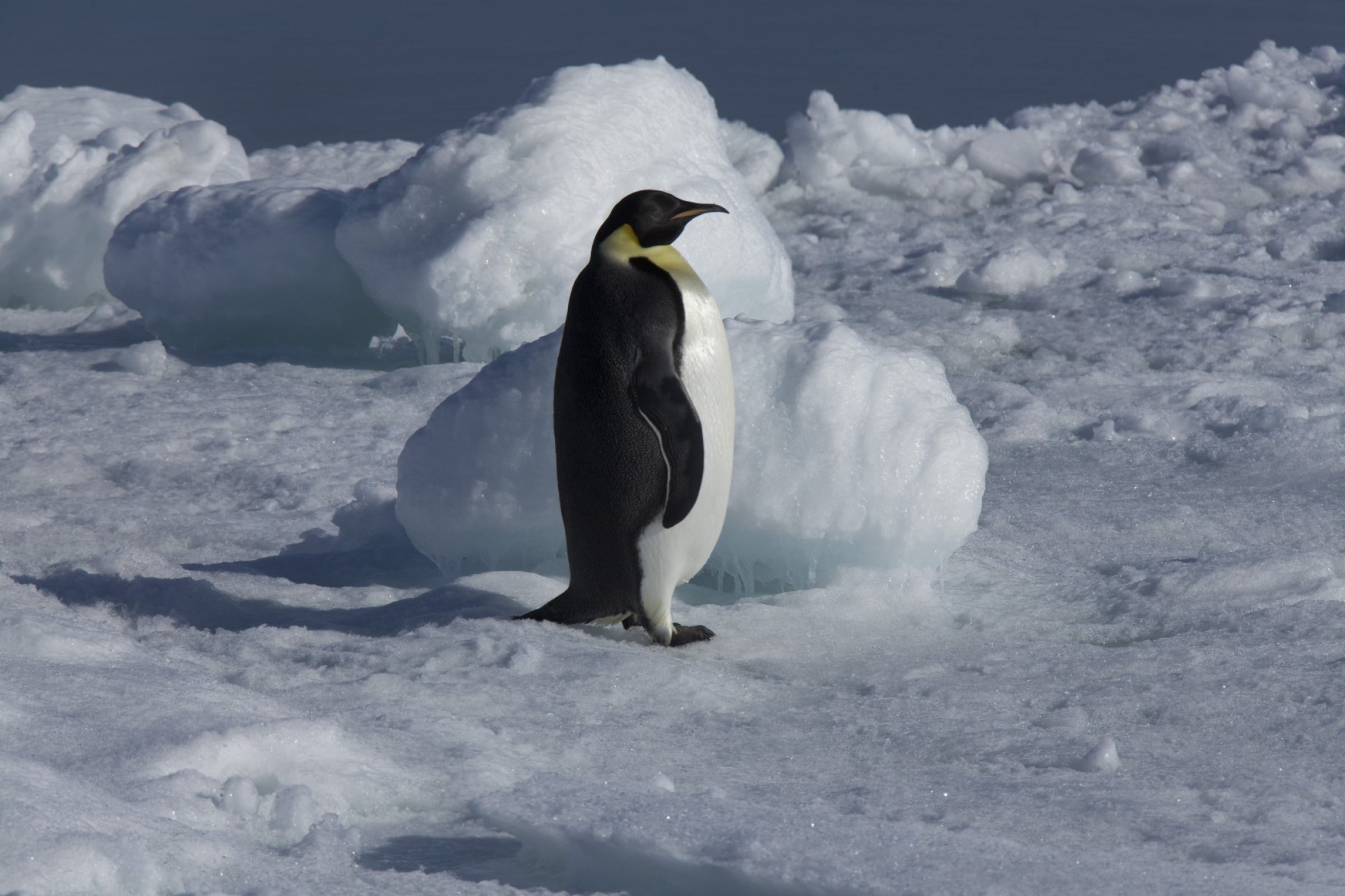 Antarktis – Kaiserpinguine & Snow Hill Island – Hubschrauber