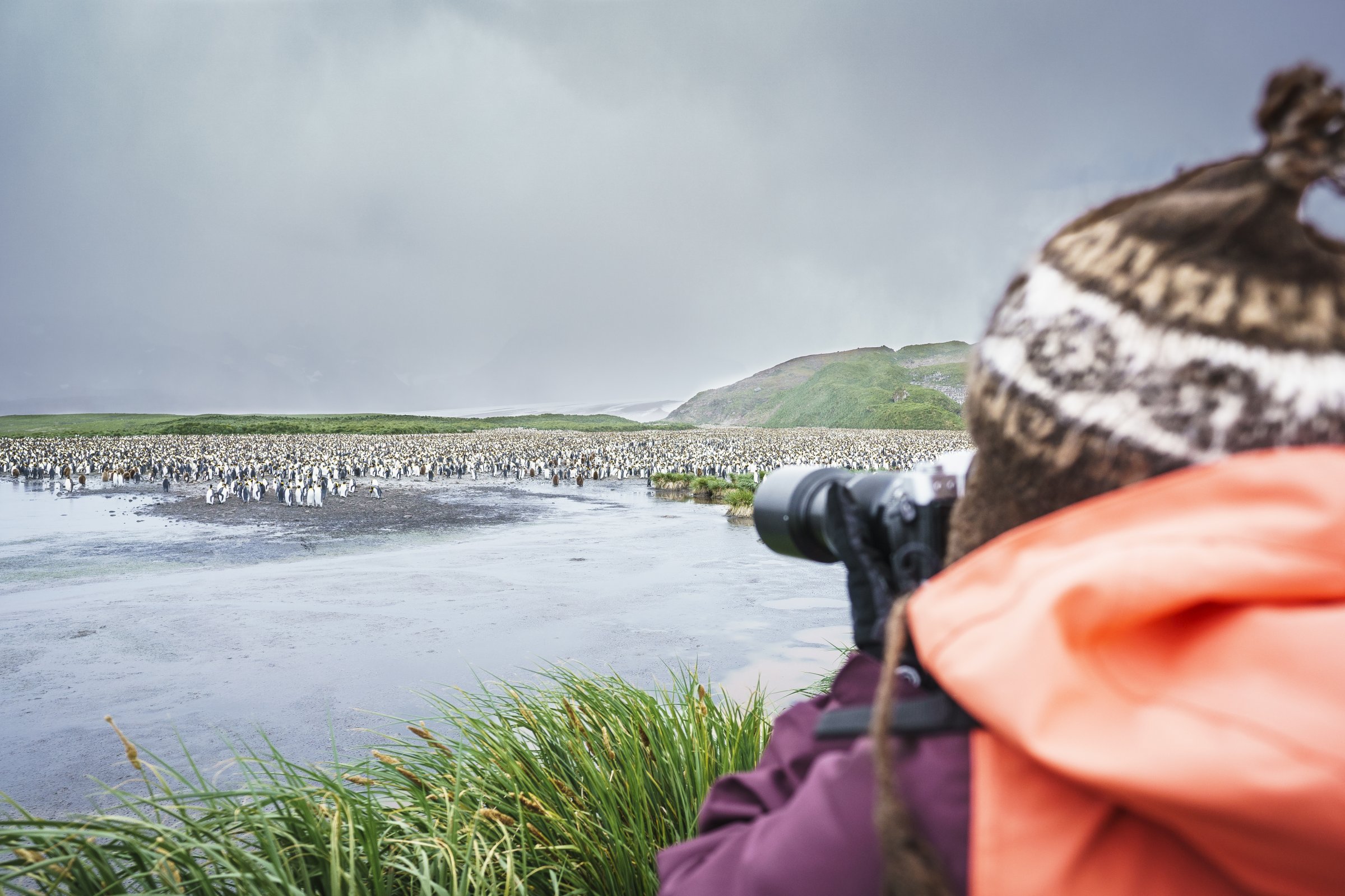 Falkland-Inseln · weite Tussockwiesen — Foto: Oceanwide Expeditions