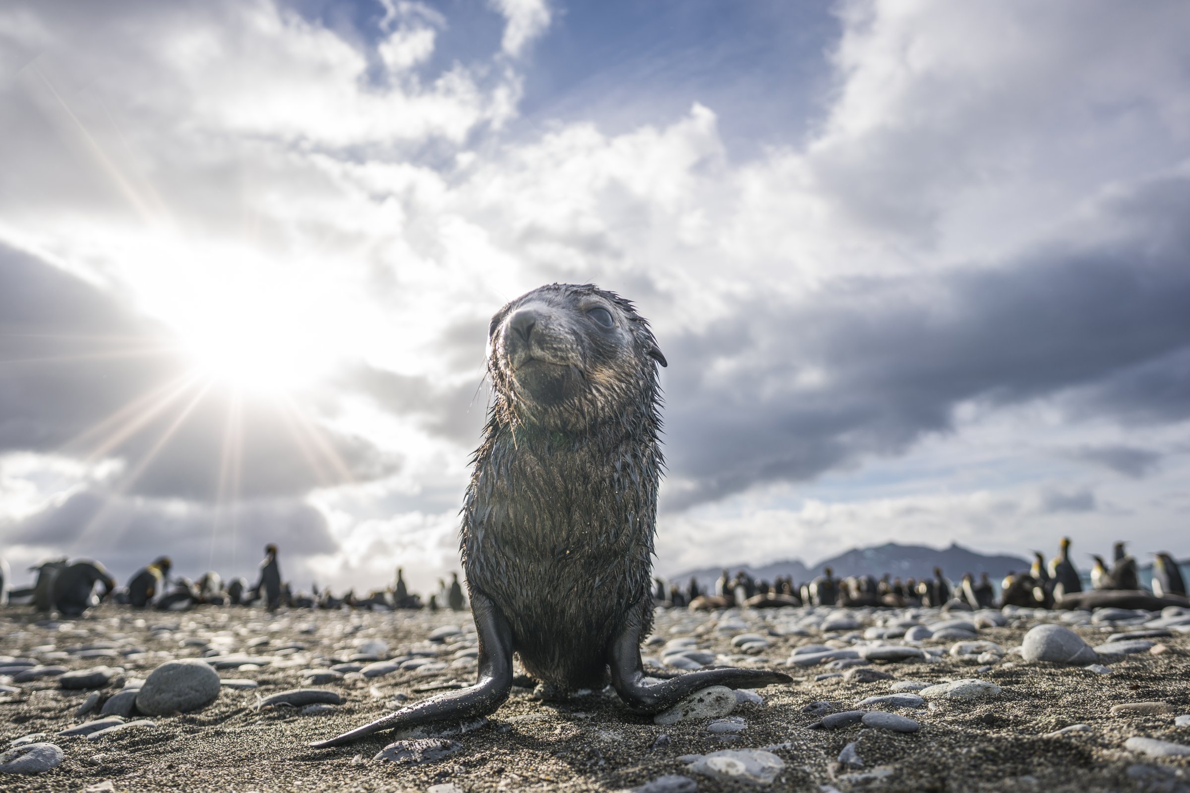 Falkland-Inseln · Schafsweiden vor Vulkanküste — Foto: Oceanwide Expeditions