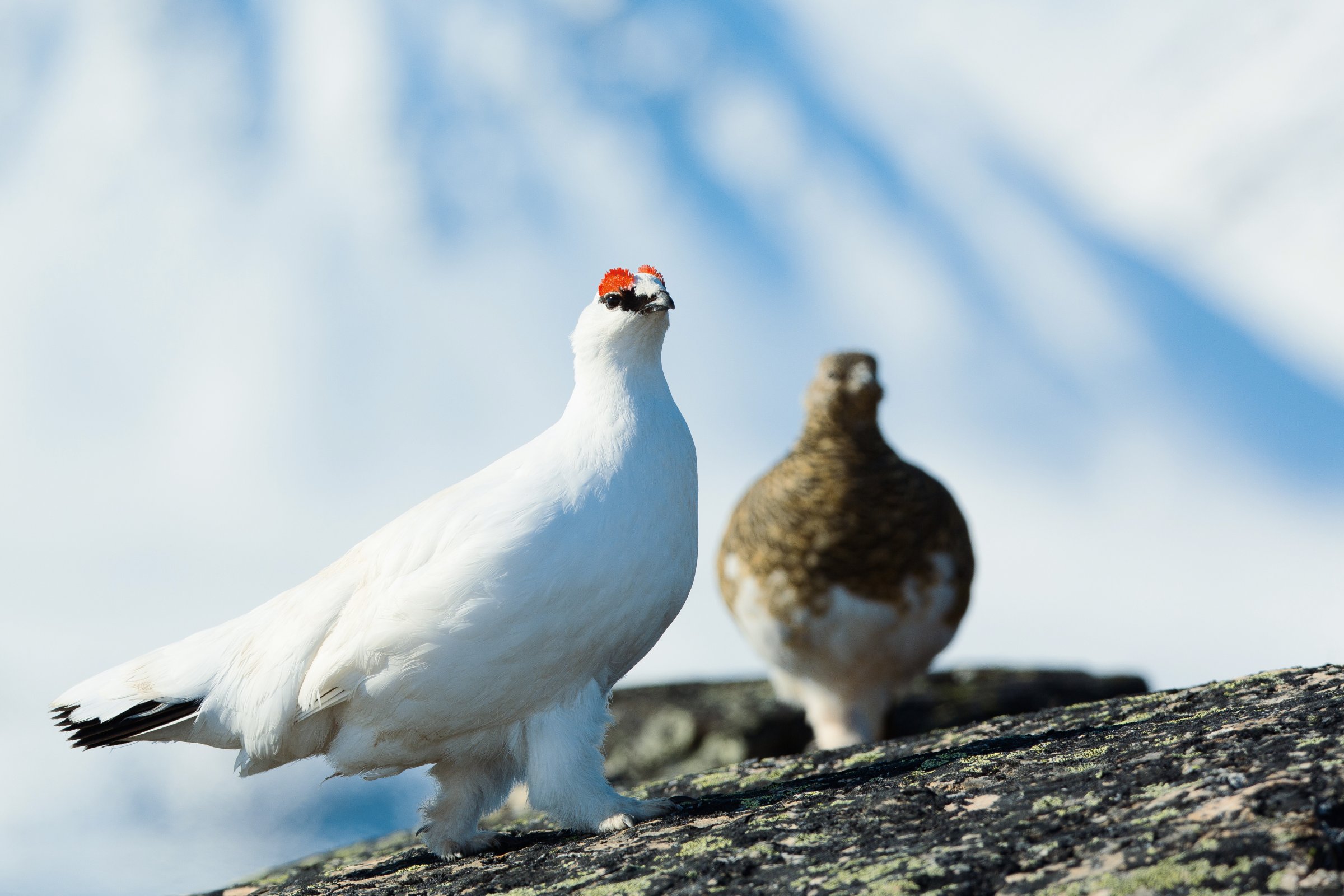 Eisbär · Spitzbergen-Fjorde — Foto: PolarQuest