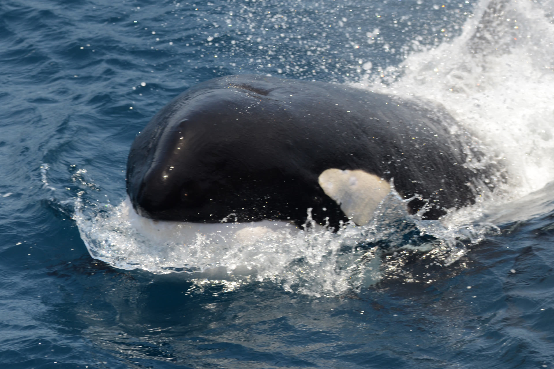 Orca-Schule · Antarktische Halbinsel — Foto: Oceanwide Expeditions