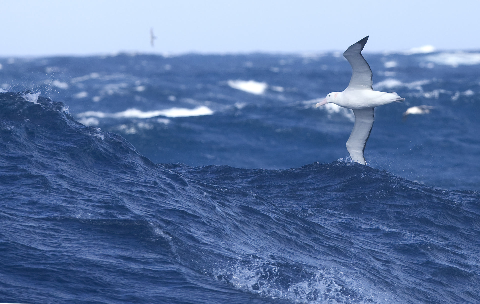 Wanderalbatros · Drake-Passage — Foto: Oceanwide Expeditions