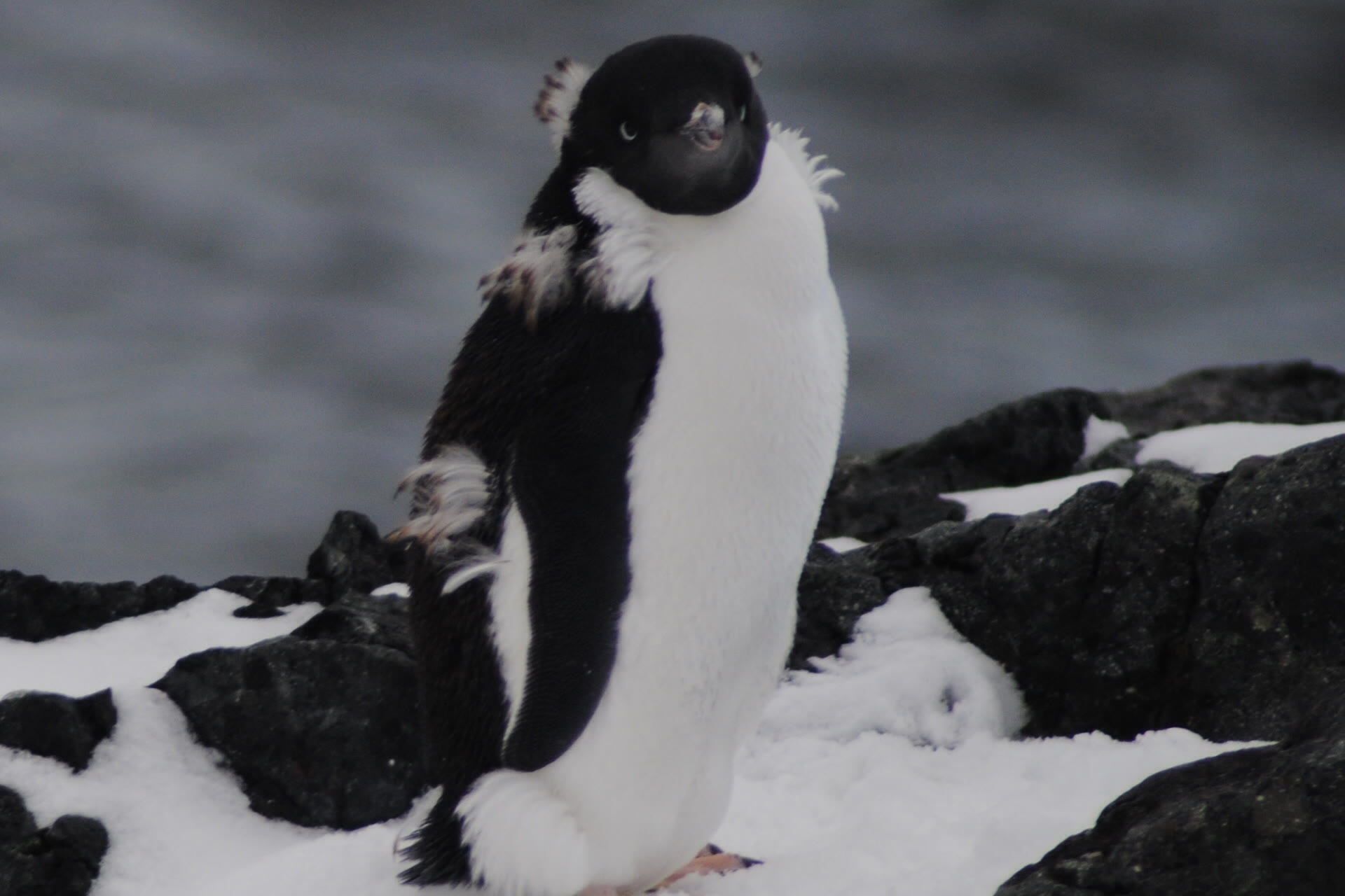 Adeliepinguine · Detaille Island — Foto: Oceanwide Expeditions