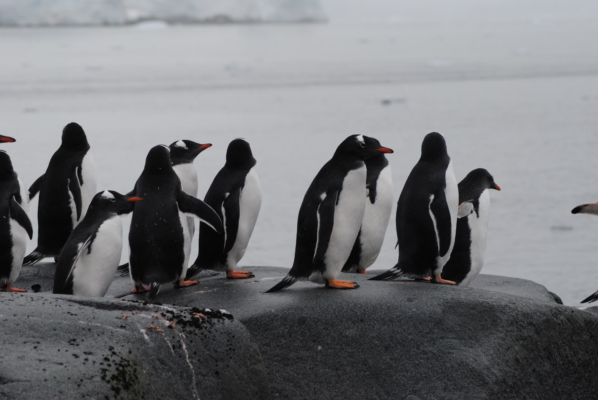 Eselspinguine · Antarktis — Foto: Oceanwide Expeditions