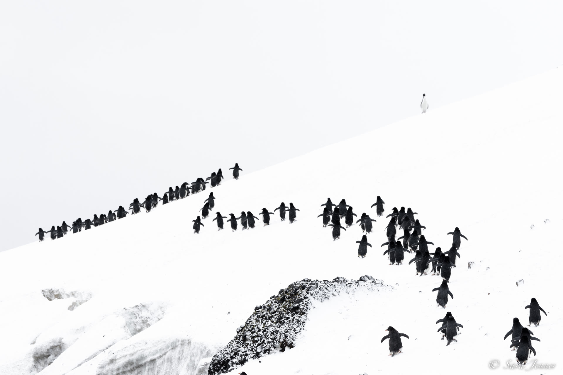 Brown Bluff · Adeliepinguine — Foto: Oceanwide Expeditions