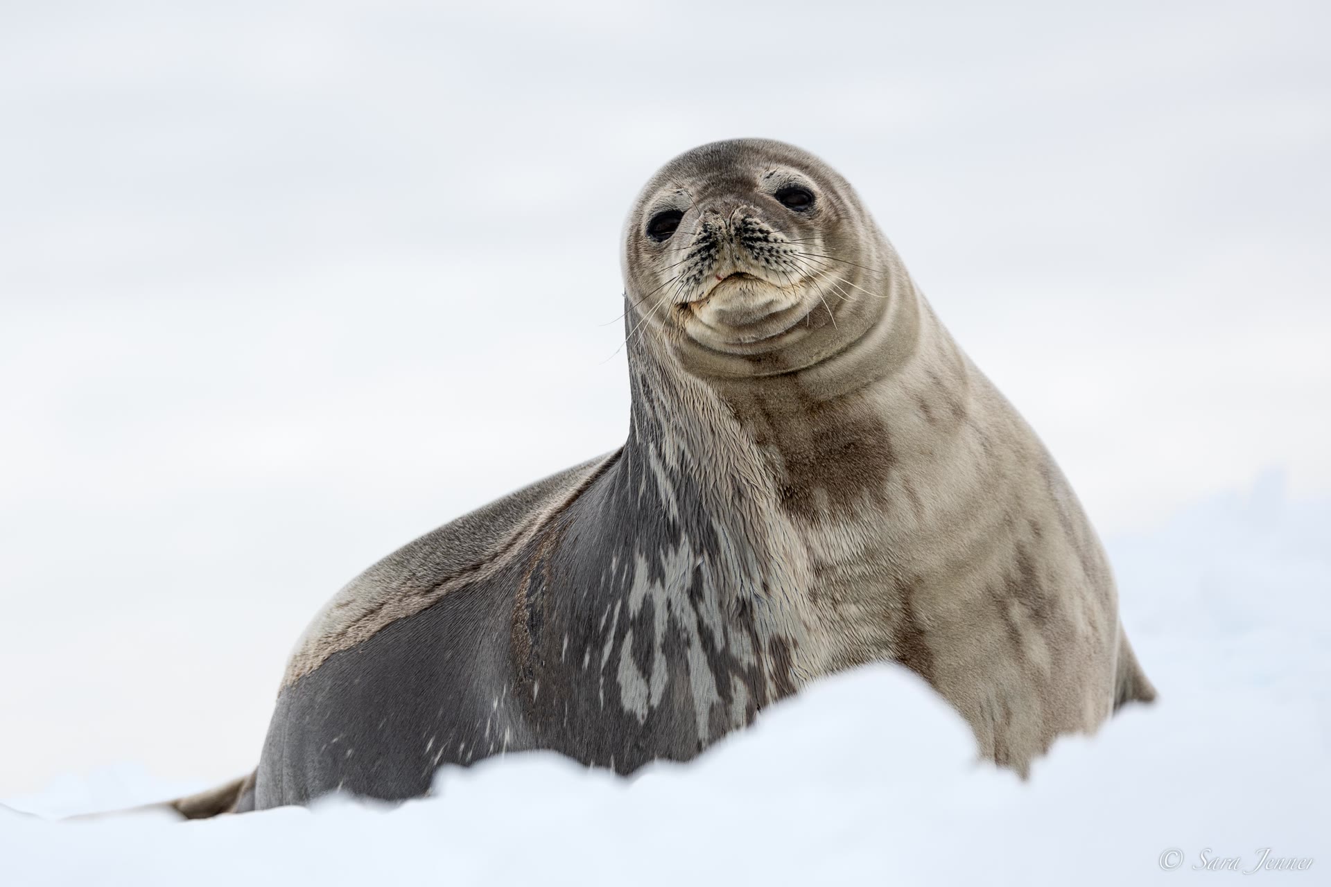 Weddellrobbe — Foto: Oceanwide Expeditions