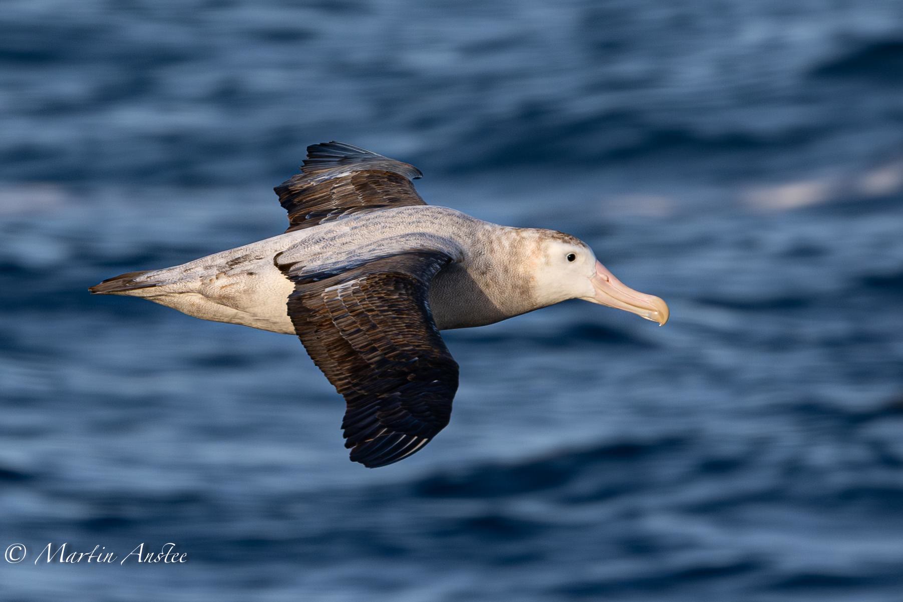 Wanderalbatros — Foto: Oceanwide Expeditions