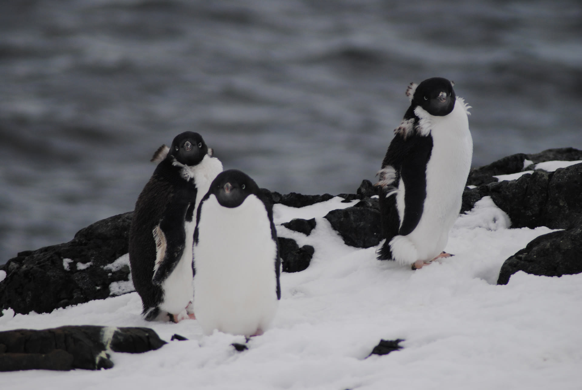 Adeliepinguine · Detaille Island — Foto: Oceanwide Expeditions