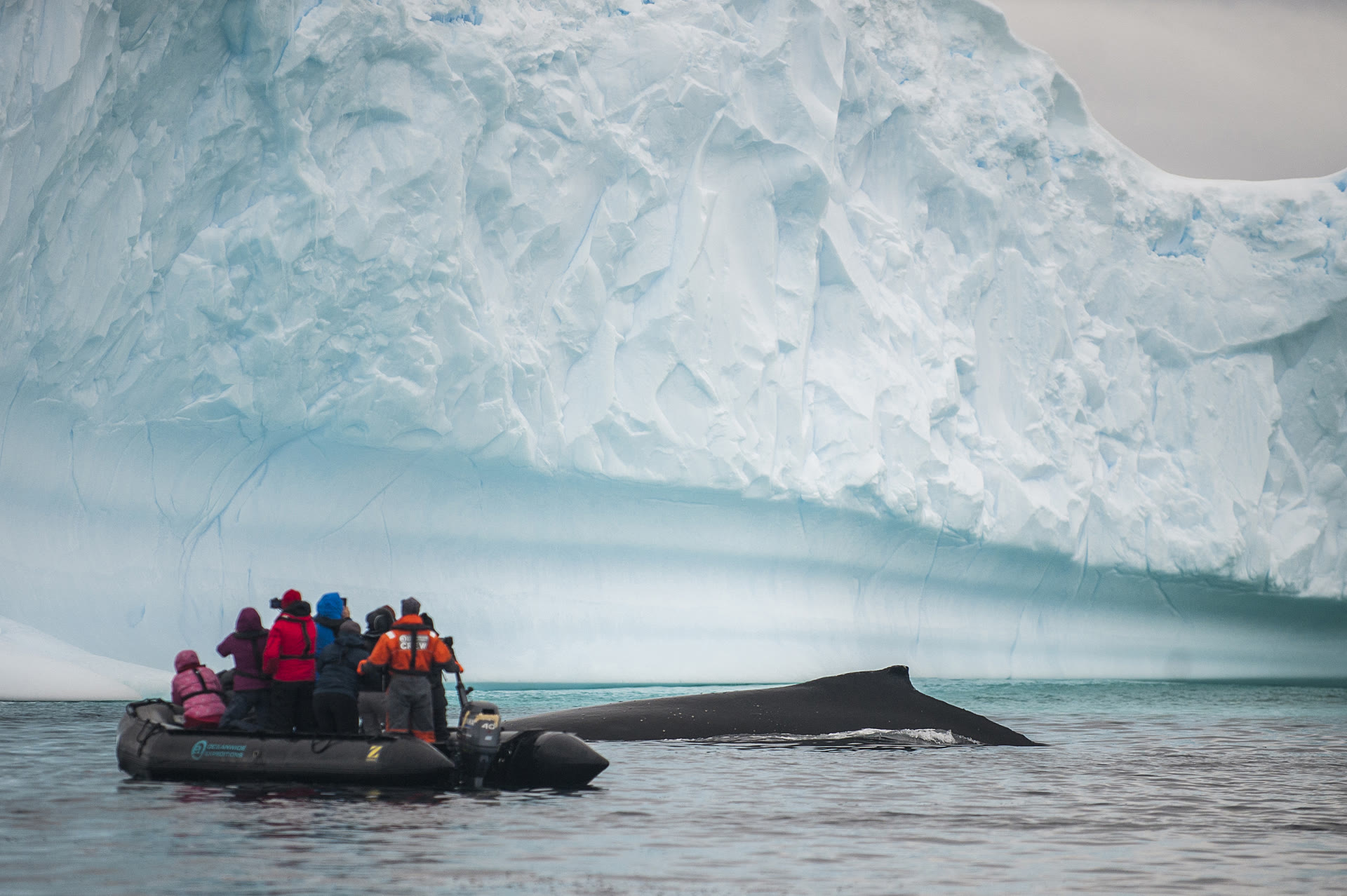 Buckelwal vom Zodiac — Foto: Oceanwide Expeditions