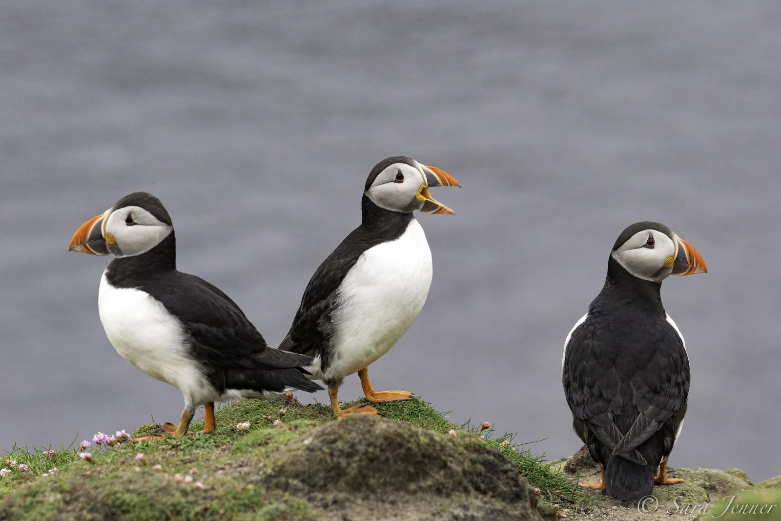 Foto: Oceanwide Expeditions