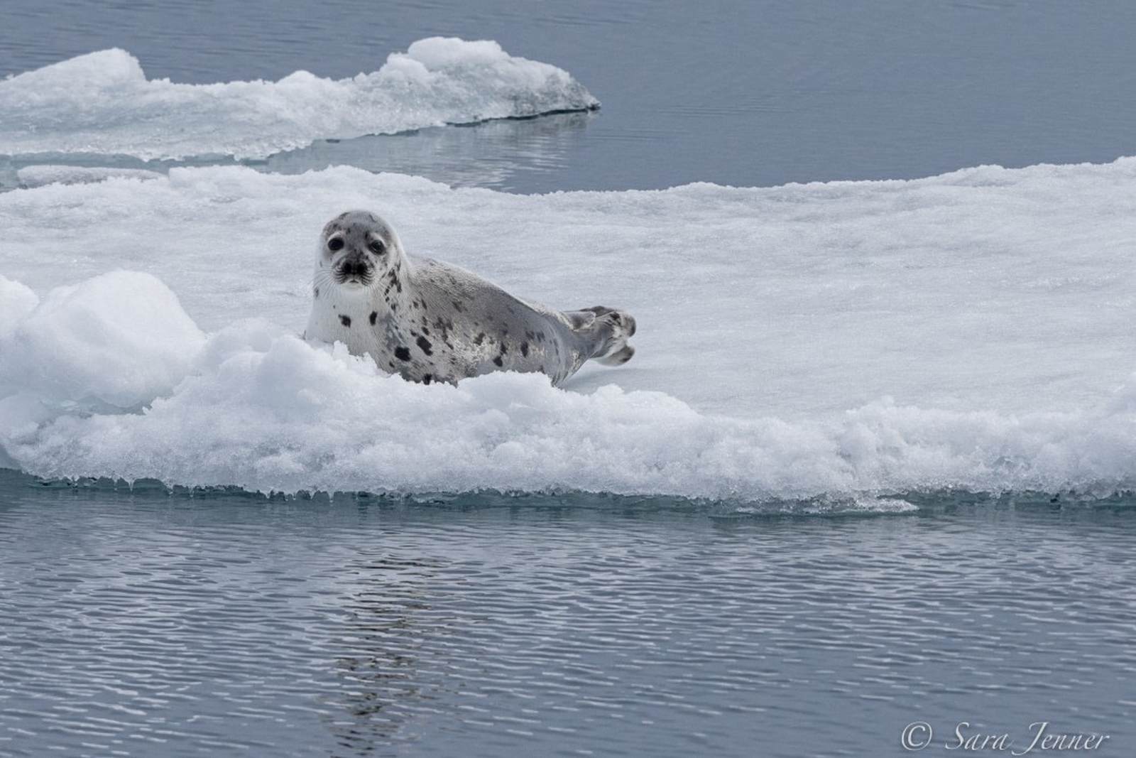 Foto: Oceanwide Expeditions