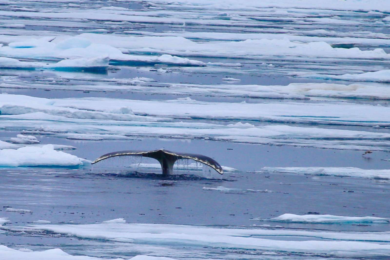 Foto: Oceanwide Expeditions