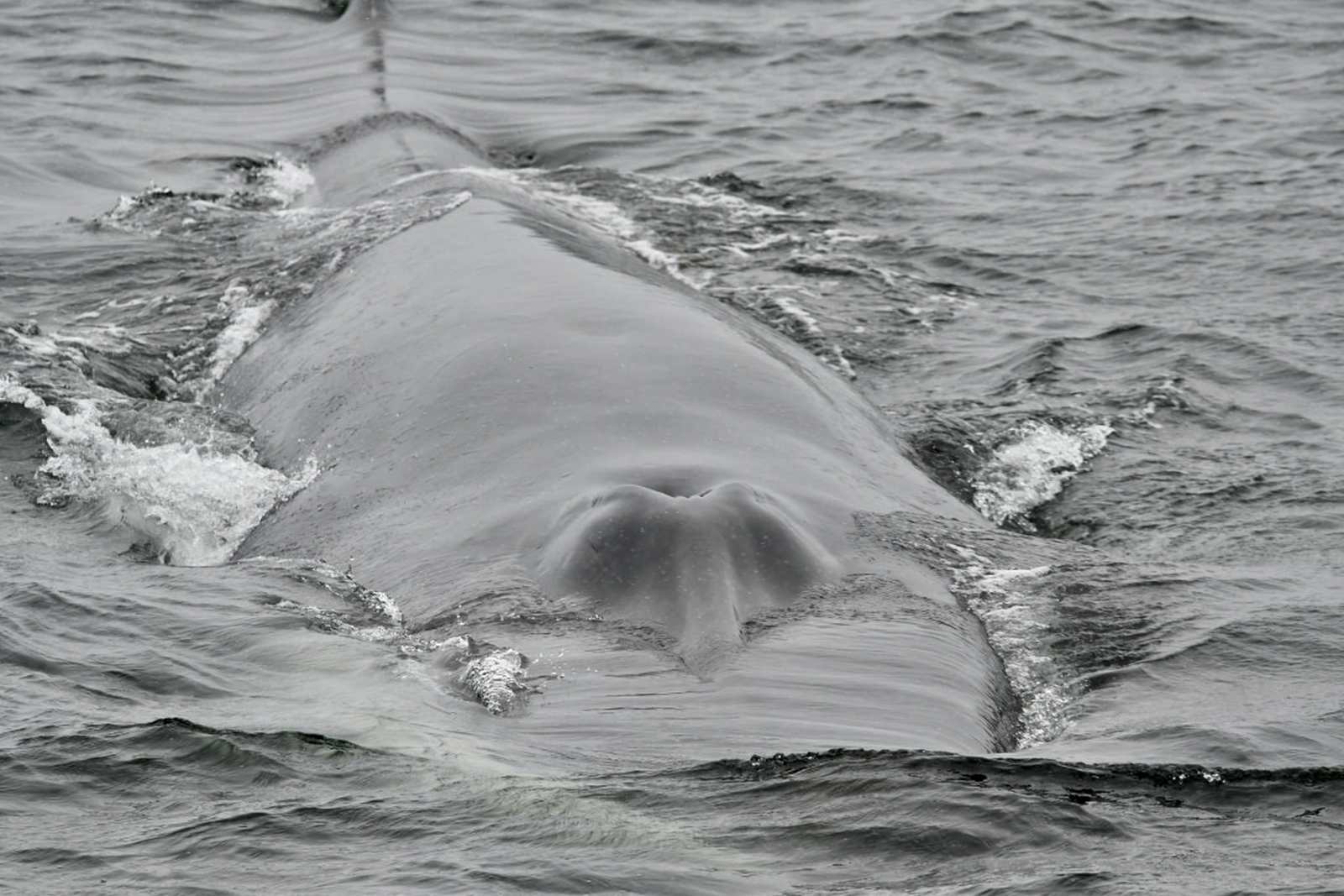 Foto: Oceanwide Expeditions