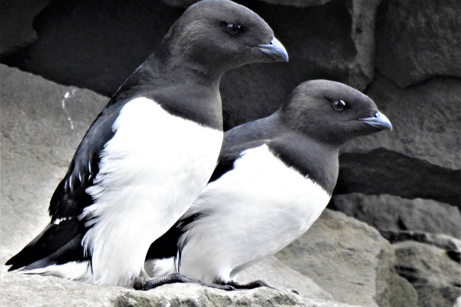 Foto: Oceanwide Expeditions