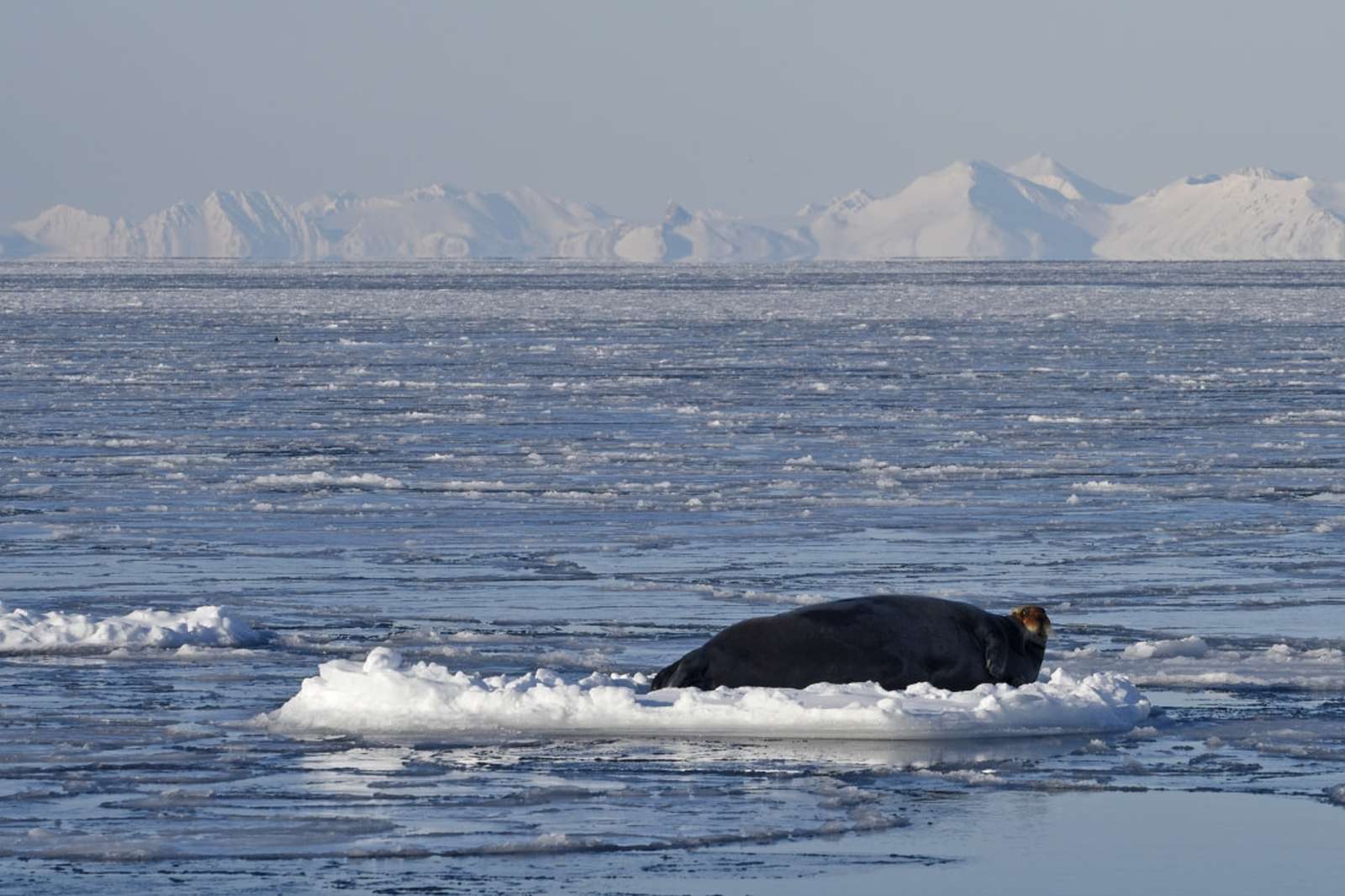 Foto: Oceanwide Expeditions