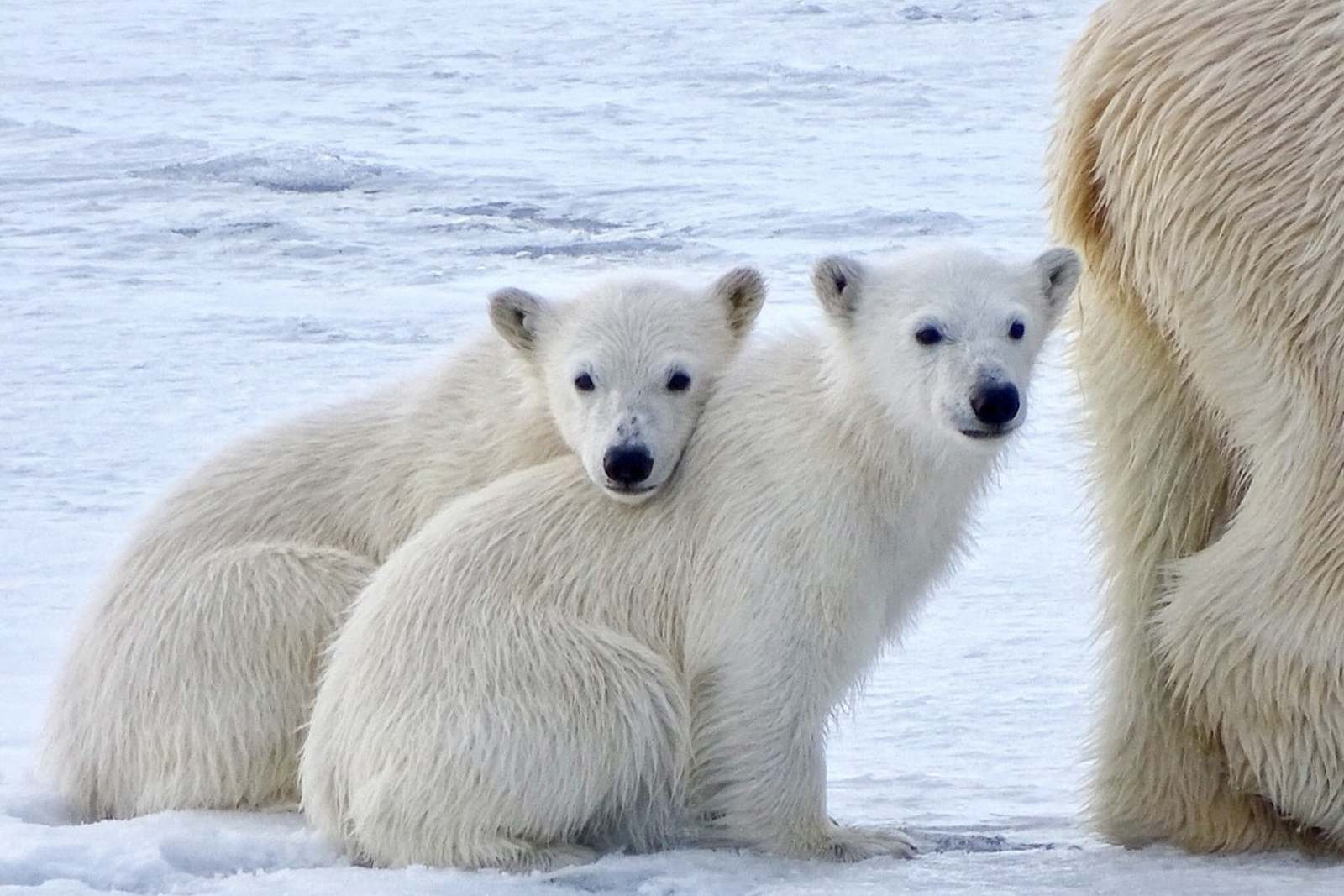 Foto: Oceanwide Expeditions