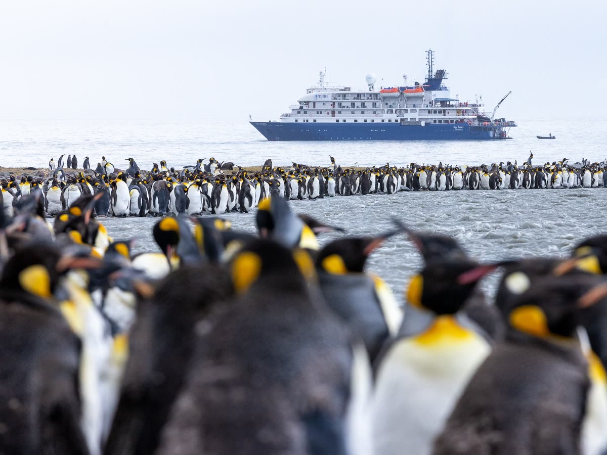 Falklandinseln, Südgeorgien & Antarktis | MS SEA SPIRIT