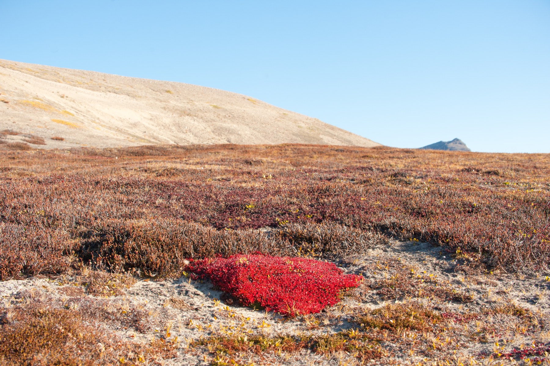 Spitzbergen, Nordostgrönland und Scoresby Sund, inklusive langer Wanderungen