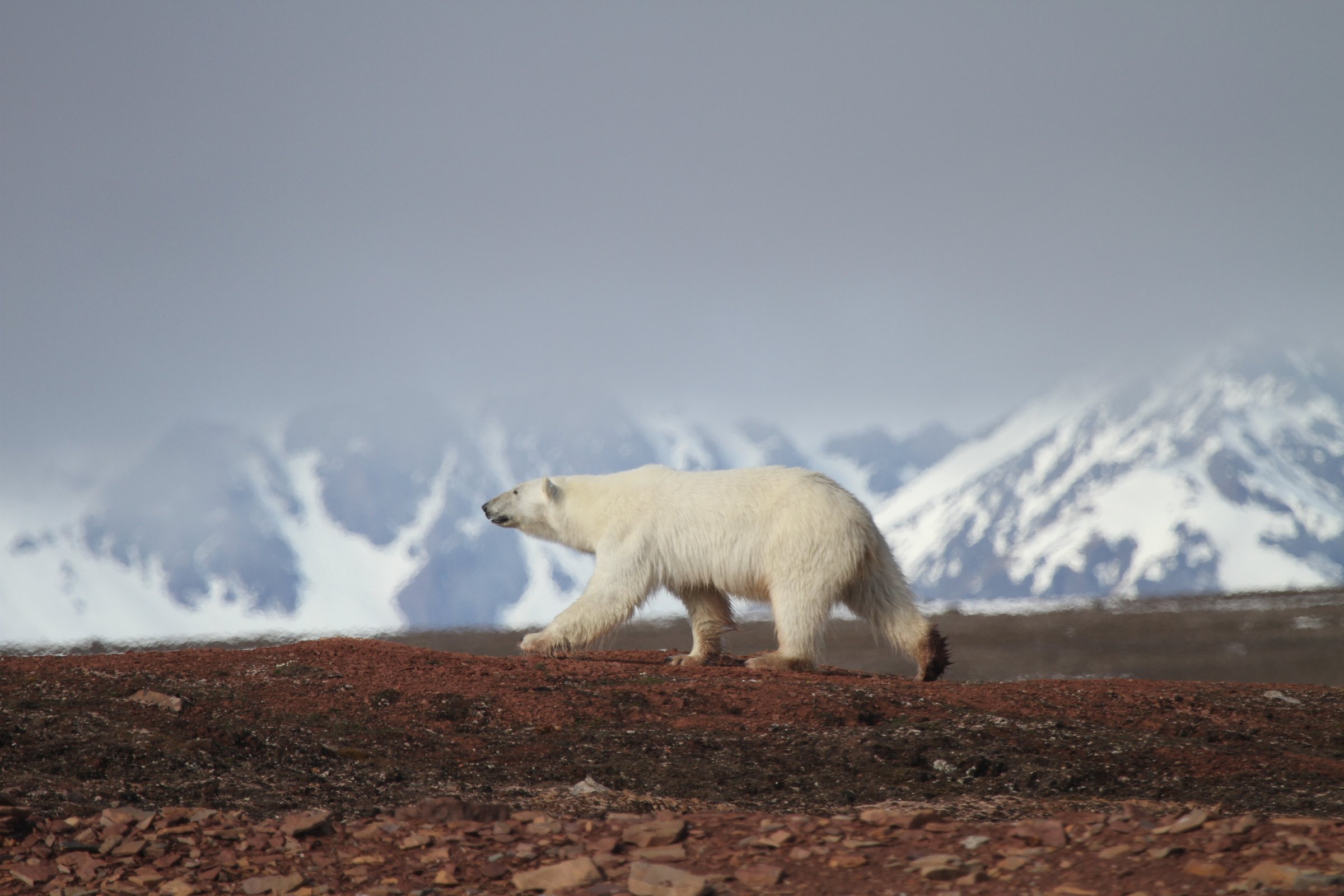 Rundum Spitzbergen, im eisigen Reich der Eisbären