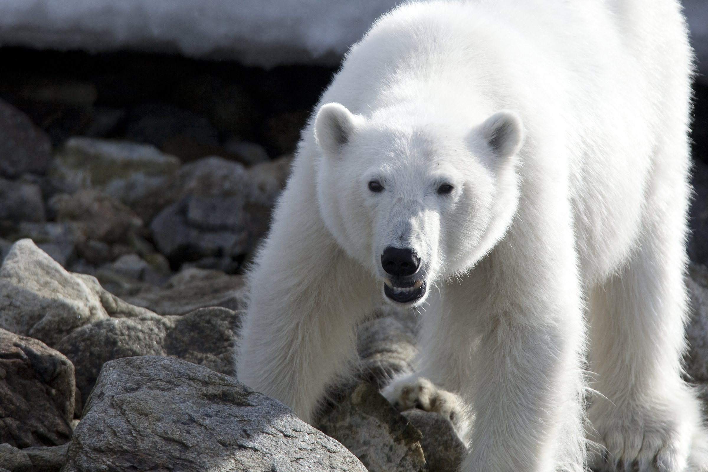 Rundum Spitzbergen, im eisigen Reich der Eisbären