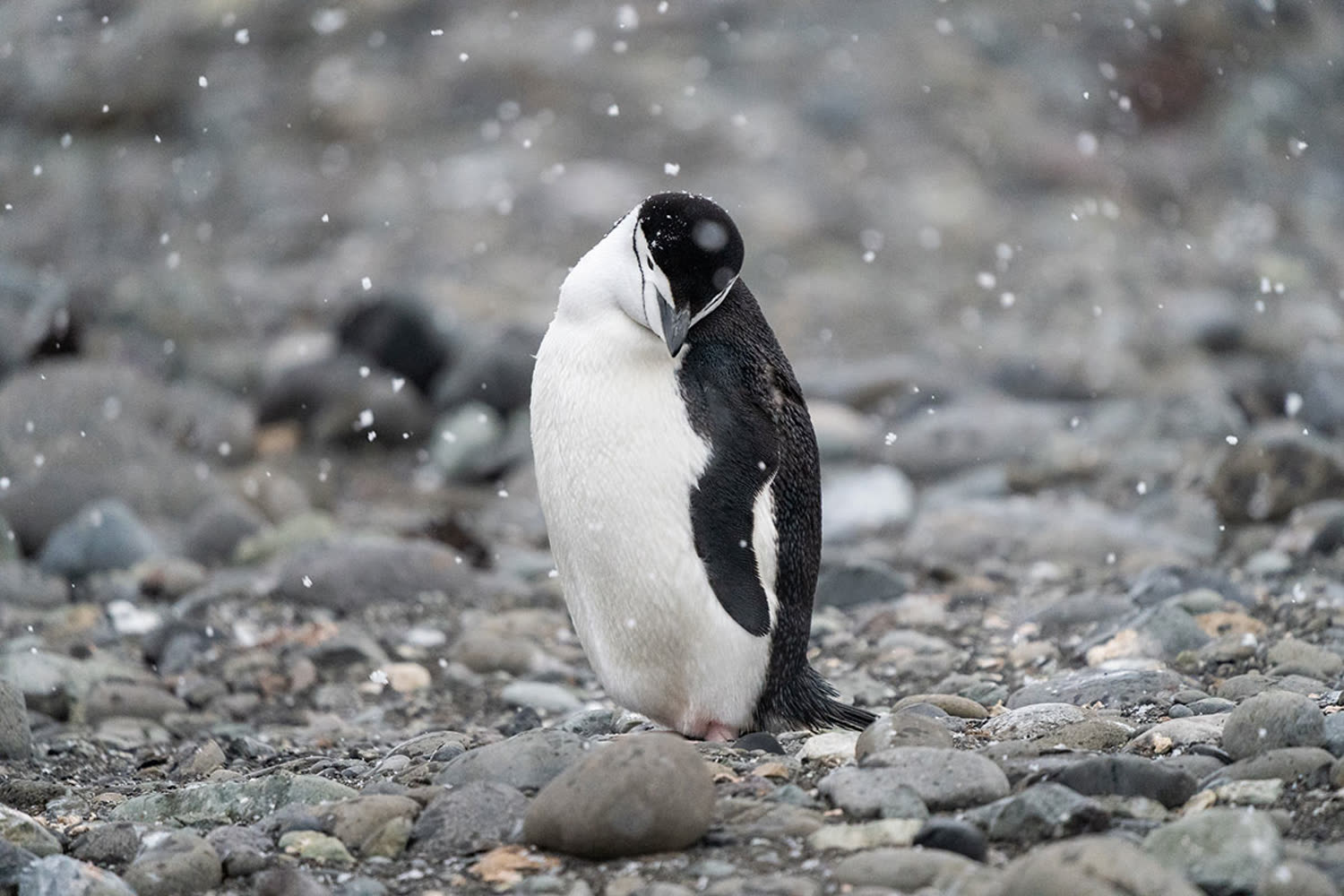 Zügelpinguin im Schnee