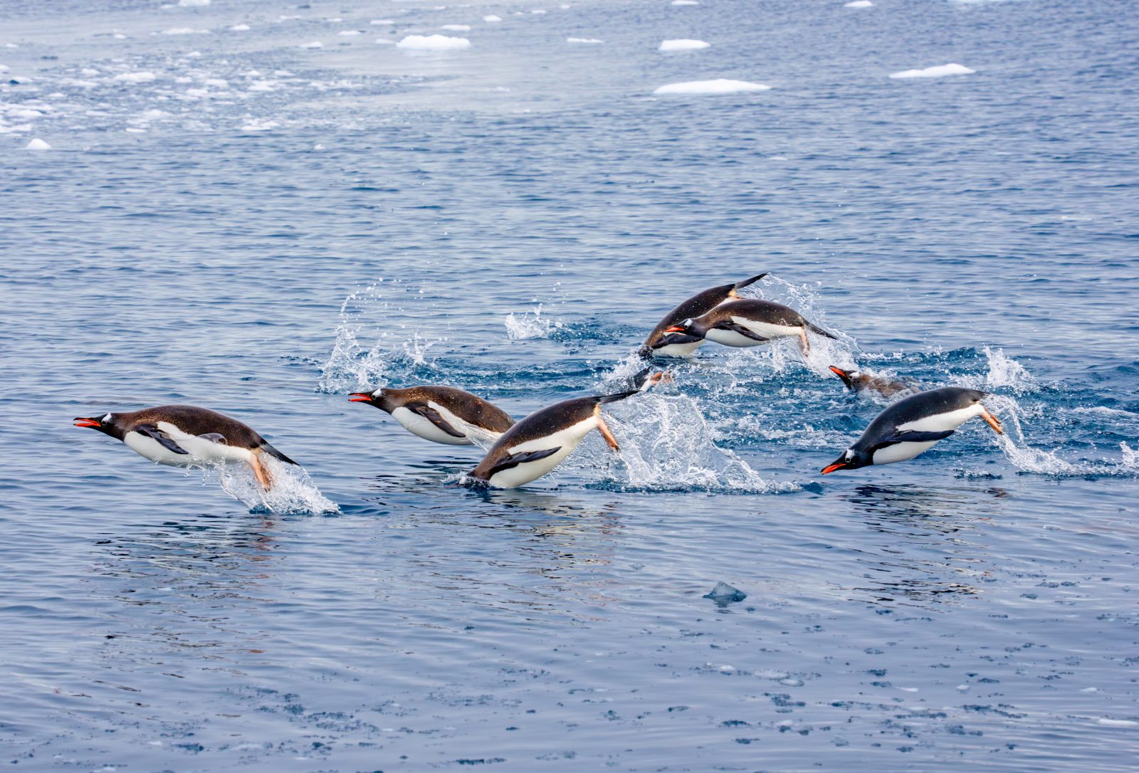 Eselspinguine neben dem Zodiac