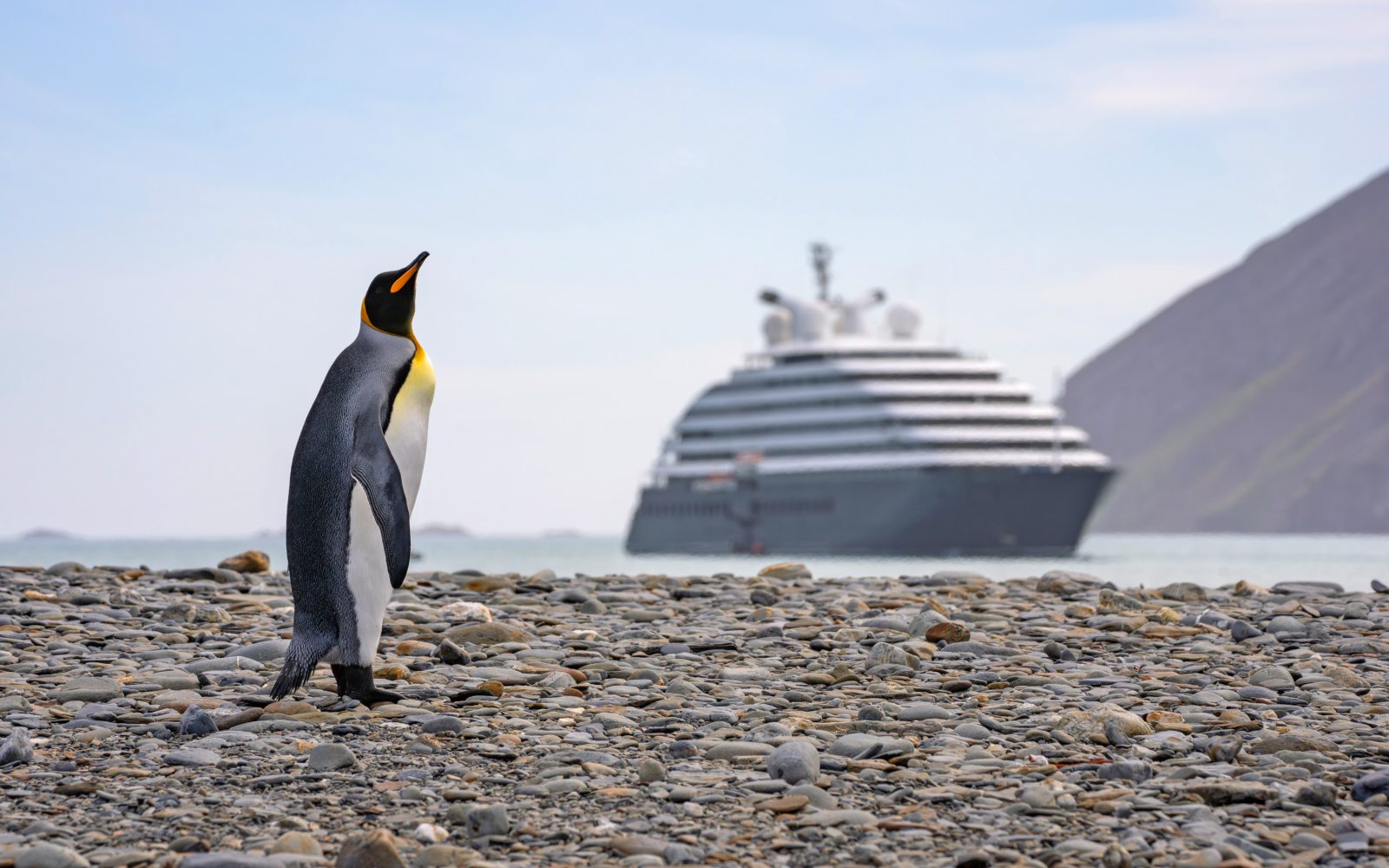 Königspinguin in der Fortuna Bay