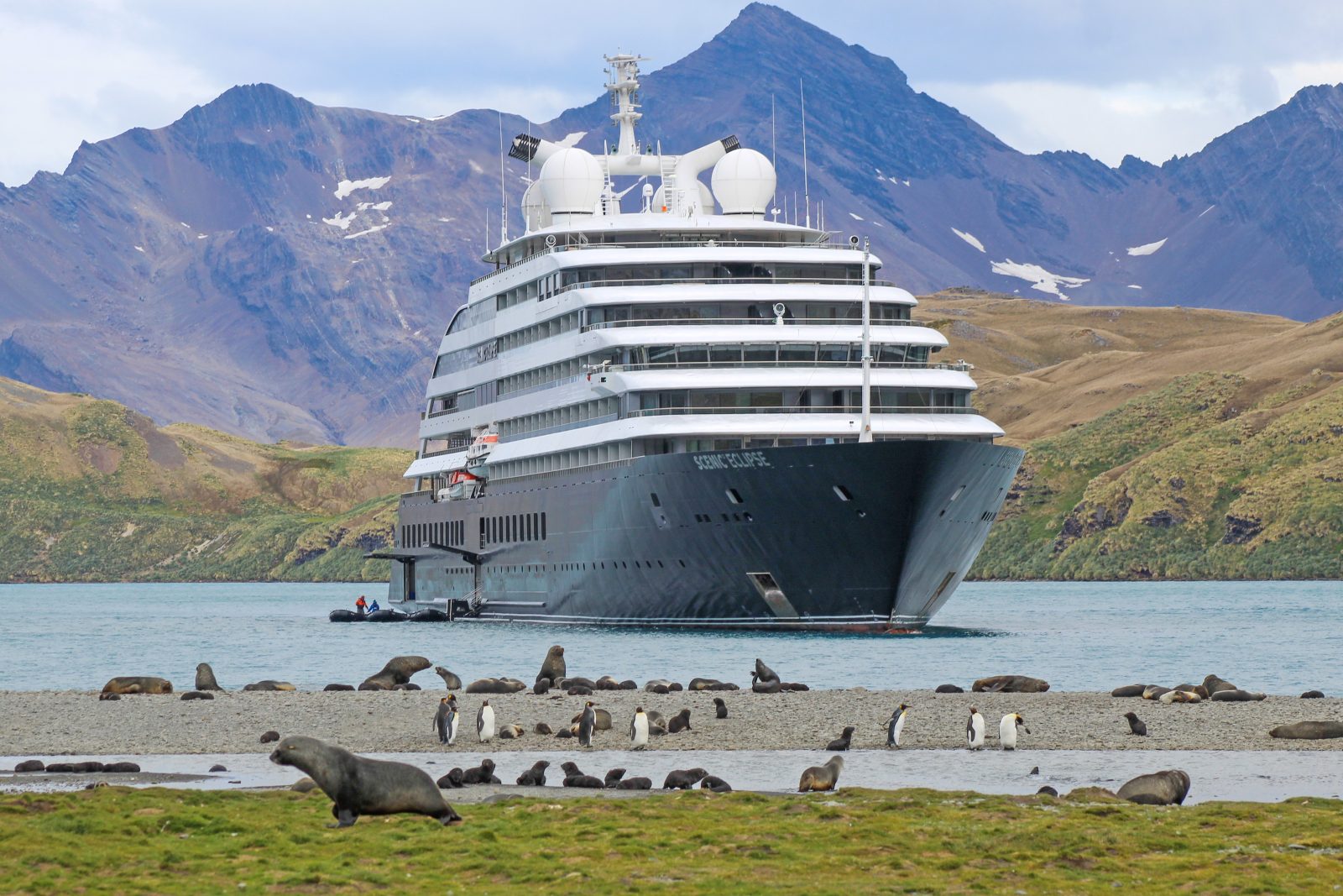 Pelzrobben in Stromness, Südgeorgien