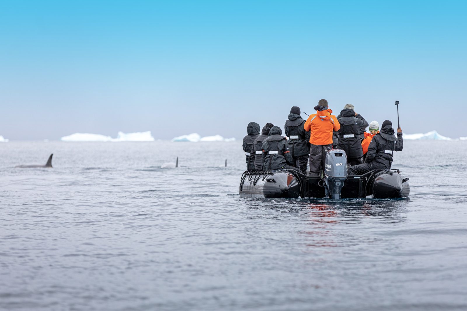 Orcas neben dem Zodiac