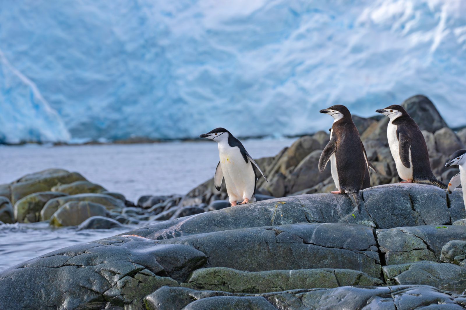 Zügelpinguine auf den Felsen