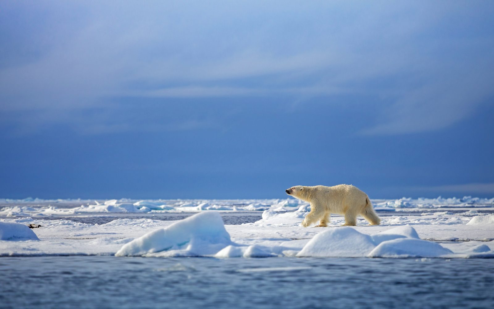 Gletscher und Tierwelt Spitzbergens