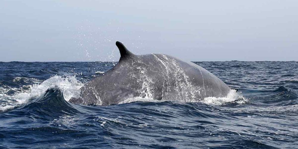 Fin Whale